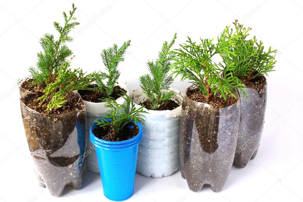 Rooting of branches of coniferous and juniper trees in containers made of cut plastic bottles from under drinking water, on a white background. Spruce cuttings.