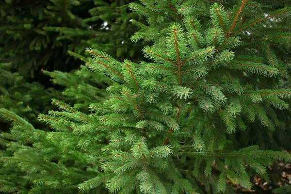 Dunkelgrüner Weihnachtsbaum Tannenzweig Großaufnahme — Stockfoto