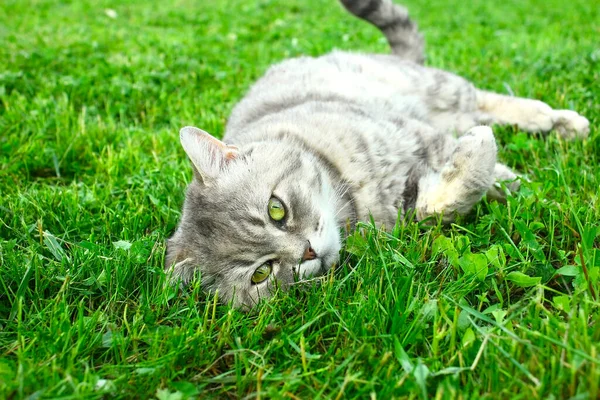 Tabby Gray British Cat Lies Rests Green Lawn Cat Look — Stock Photo, Image