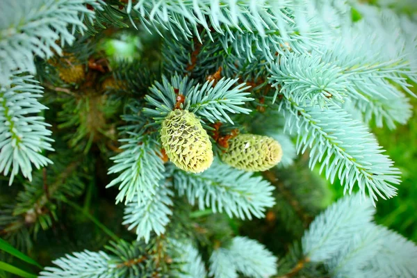 Blue Spruce Branch Prickly Tree Pine Cone Close — Stock Photo, Image