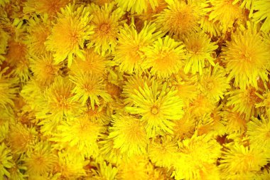 Karahindibanın sarı arkaplanı. Çiçek goncaları