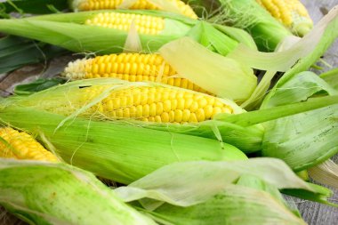 Hasattan koparılmış mısır koçanı.