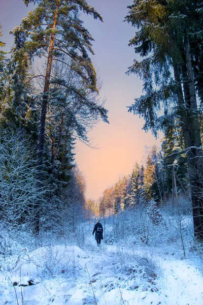 Nainen Kävelee Lumisen Metsän Läpi Kävely Talvella Ihana Talvimetsä Maisema — kuvapankkivalokuva