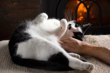 Evcil kedi odun sobasının önünde uzanıyor, insan eli kediyi okşuyor..