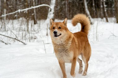 Büyük kahverengi melez köpek parktaki karda..