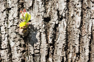 Ağaç kabuğu yakın plan.