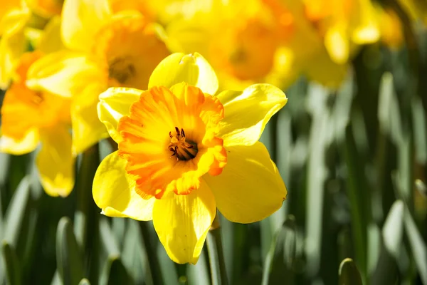 Narciso fiore primo piano — Foto Stock