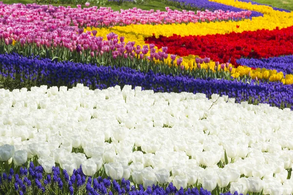 Champ de tulipes et fleurs de jacinthe — Photo