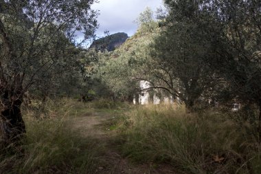 Zeytin ormanı manzarası. Şahin Tepesi, Türkiye 'nin Ege Denizi ile Kazdaglari dağları arasındaki konumudur. Ulusal park