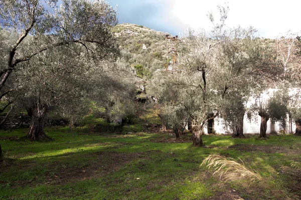 Вид Оливковий Ліс Шахін Тепесі Місцем Розташування Туреччини Між Егейським — стокове фото