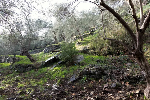 Vista Del Bosque Olivos Shahin Tepesi Ubicación Turquía Entre Mar —  Fotos de Stock