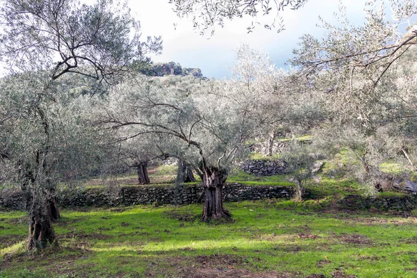 Blick Auf Den Olivenwald Shahin Tepesi Ist Die Lage Der — Stockfoto