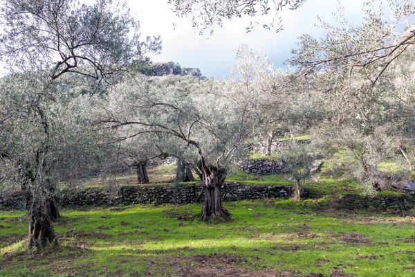 Vista Floresta Oliveiras Shahin Tepesi Localização Turquia Entre Mar Egeu — Fotografia de Stock