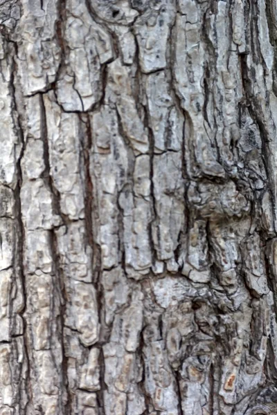 Árbol de corteza gris — Foto de Stock