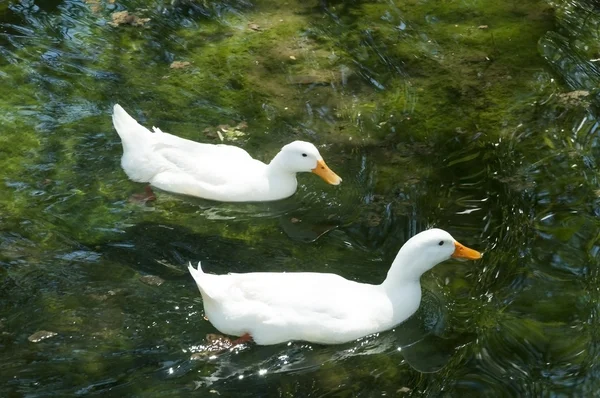 Белые утки плавают. — стоковое фото