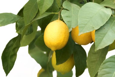 limon ağacı