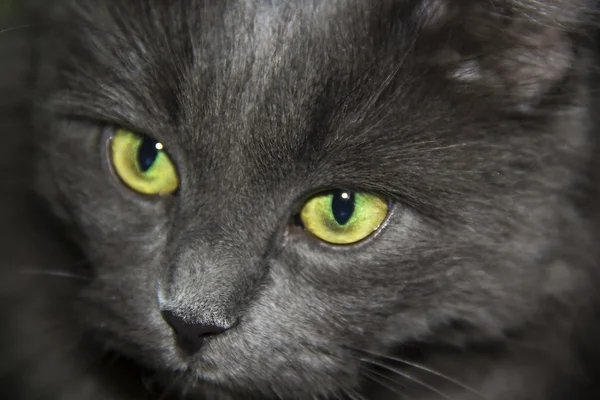 Gato cinzento — Fotografia de Stock