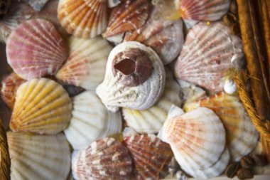 Deniz kabukları arka planı için