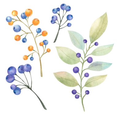 Tasarım için suluboya elementler farklı renklerde böğürtlenler ve yapraklarla farklı dallar. Hepsi elle boyanmış, yüksek çözünürlüklü.