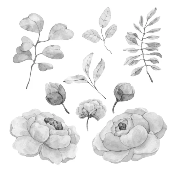 Hand Drawn Watercolor Clipart Flowers Buds Peonies Twigs Leaves Black — Stock Photo, Image