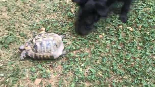 Kort Videofilm Sköldpadda Och Hund — Stockvideo