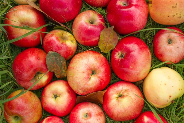 Yeşil çimenlerin üzerinde kırmızı elmalar