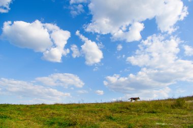 Koyun bir çayır kenarında yürüyen köpek