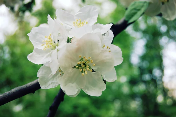 세 사진입니다. 꽃 피는 봄 시즌에. — 스톡 사진
