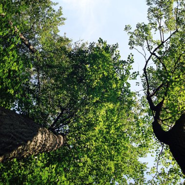 Ağaçlara bakarken. Alt görünümü. Yaşlı fotoğraf