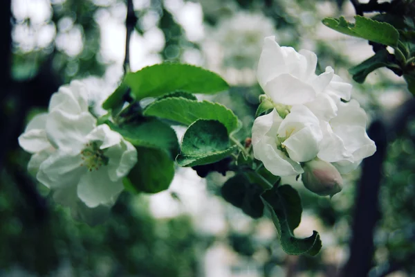 Blühende Apfelblüten im Frühling. Alter Foto. — Stockfoto