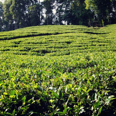 Darjeeling çay plantasyon. Vintage filtre fotoğraf.