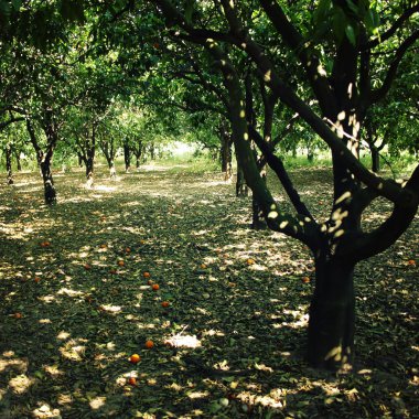 Meyve ağaçları ve düşmüş portakal. Yaşlı fotoğraf.