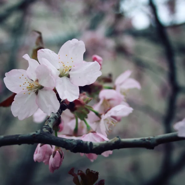 春に桜の花を咲かせて. — ストック写真