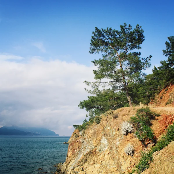 在海湾上查看。松树林和大海。岁的照片. — 图库照片