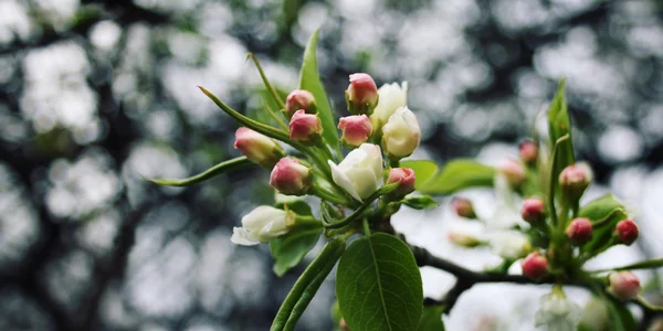 Blossoming apple flowers in spring. Aged photo.
