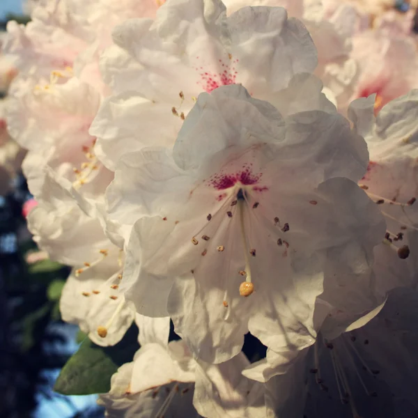 Gren av vita Rhododendron. Blommande buske. — Stockfoto