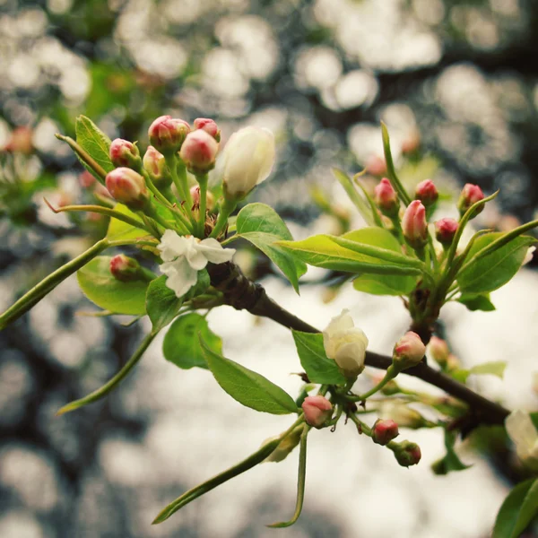 Apfelbaumblüte. Frühlingszeit. — Stockfoto