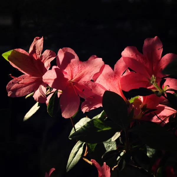 Κλάδος της ροζ Rhododendron. Ανθίζοντας Μπους. — Φωτογραφία Αρχείου