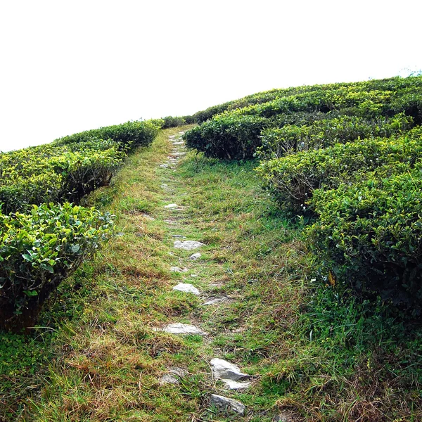 Path through Darjeeling tea plantation. Aged photo — Stock Photo, Image