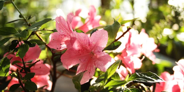 Κλάδος της ροζ Rhododendron. Ανθίζοντας Μπους. — Φωτογραφία Αρχείου