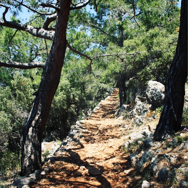 Caminho para o Cabo Gelidonya. Pinhais. Foto envelhecida — Fotografia de Stock