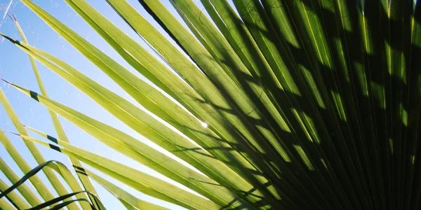 Sonnenlicht fällt durch Palmblätter. Alter Foto. — Stockfoto