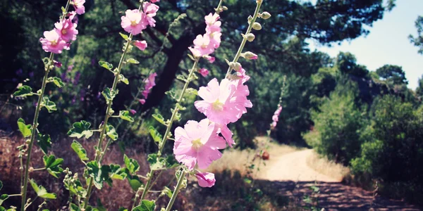 Ροζ λουλούδια Malva κοντά σε μια διάβαση πεζών. Ηλικίας φωτογραφία. — Φωτογραφία Αρχείου