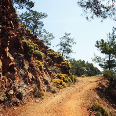 Sazak koyu yolu. Çam ağaçları ve kayaları. Yaşlı.