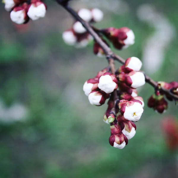 Brotes de ciruela blanca. Floreciendo. Temporada de primavera . — Foto de Stock