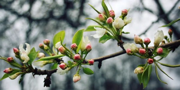 Blühender Apfelbaum. Spribgblüte. Jahrgangseffekt. — Stockfoto