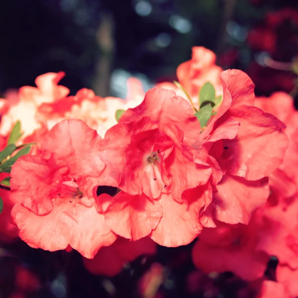 Ροζ λουλούδια Azalia. Φωτογραφία ρετρό φίλτρο. Άνοιξη. — Φωτογραφία Αρχείου