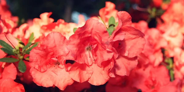 粉色的 Azalia 花朵。复古筛选照片. — 图库照片