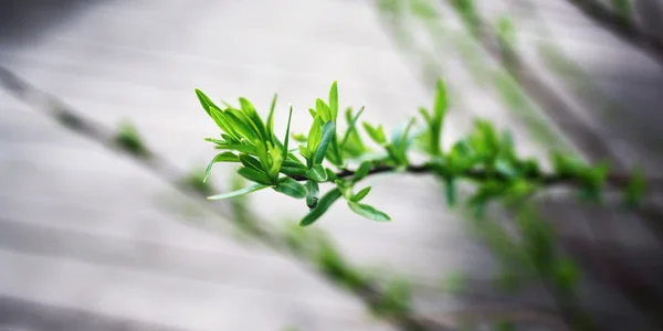 First spring leaves close up. Selective focus. — Stock Photo, Image