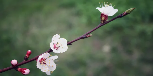 Ameixas brancas. A florescer. Temporada de primavera . — Fotografia de Stock